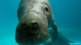 大海牛短短27年就被人类搞死的海底巨兽

