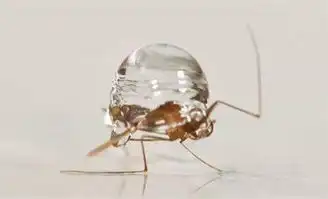 搞笑又严肃的菠萝科学奖首度登陆温州
